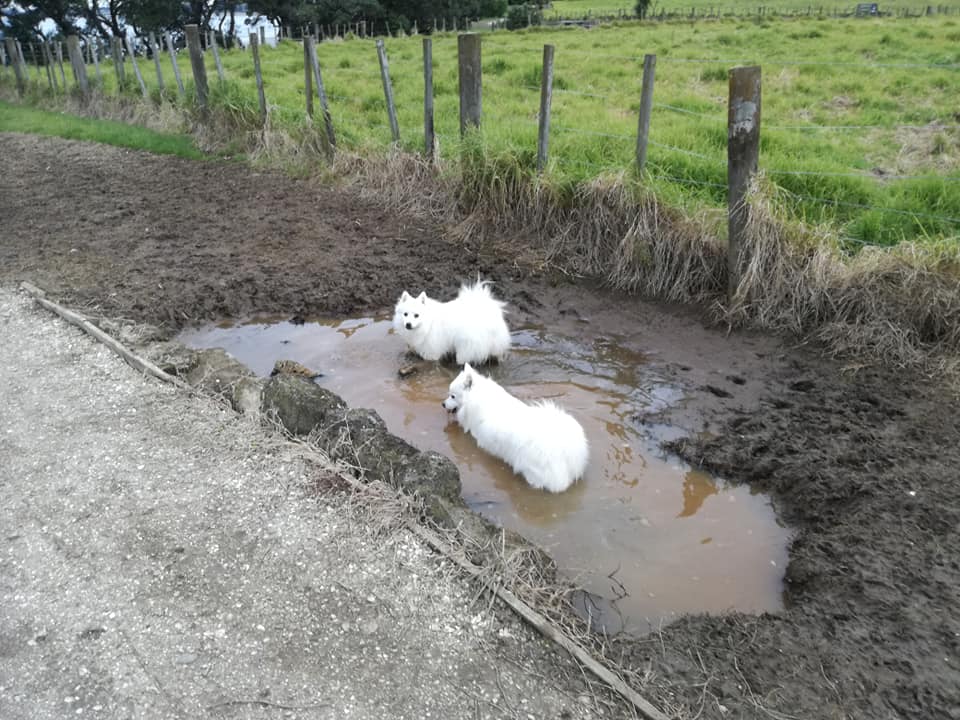 two white dogs in muddy pool next to field and fence