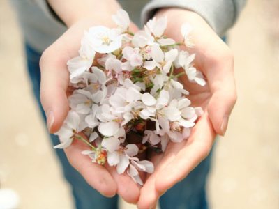 hands holding blossoms in heart shape